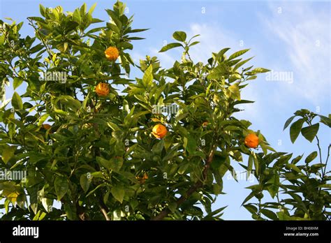 Citrus Aurantium Hi Res Stock Photography And Images Alamy