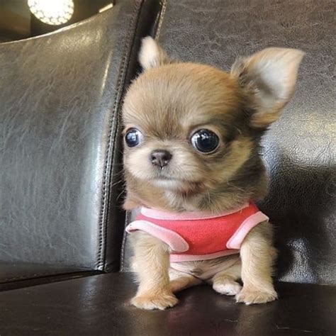 Cute Chihuahua Puppy Rchichicrew