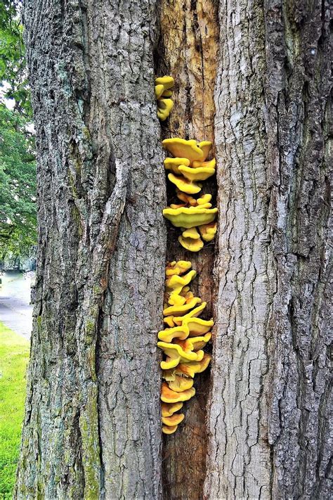 Tree Oak Old Log Thick Wound Mushroom Tree Fungus Yellow