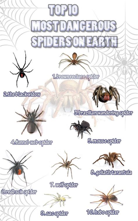 Texas House Spiders Identification Rupert Wang