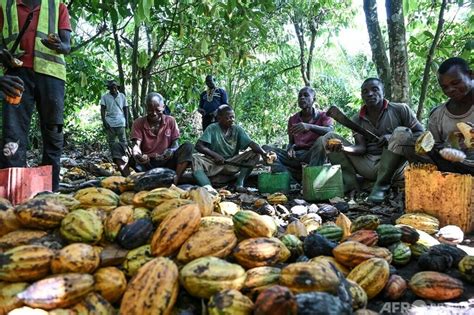カカオ豆の収穫、種を取り出して天日干し コートジボワール 写真15枚 国際ニュース：afpbb News