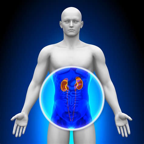 Cancer Du Rein Quels Sont Ses Symptômes Et Traitements