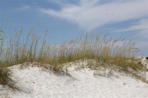 Sand Dunes On Florida Beach Photograph By Helene Toro