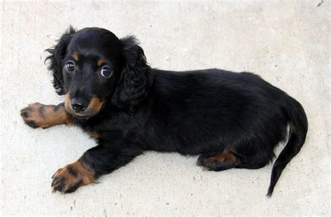 Dachshund Health Problems And Issues Canna Pet
