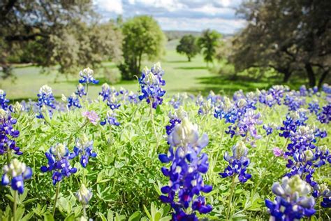 5 Springtime Texas Hill Country Wildflowers To Keep Your