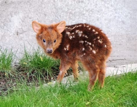 The Only Thing More Adorable Than A Baby Deer Is A Miniature Baby Deer