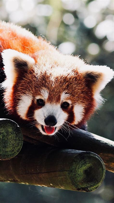 A Red Panda Bear Laying On Top Of A Tree Branch With Its Tongue Hanging Out