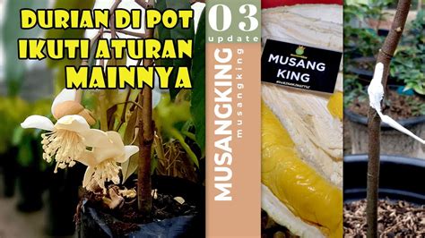 Sebaliknya, kalau unsur hara kurang tersedia di sekitar perakaran pohon durian, jangankan berbuah, pertumbuhan pun mungkin tidak jelas alias terganggu. Syarat Tabulampot Durian Cepat Berbuah, Tanam Durian MK Di ...