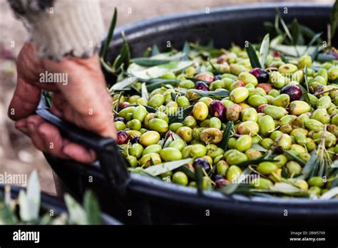 Green Olives Harvesting In Puglia Italy Stock Photo Alamy