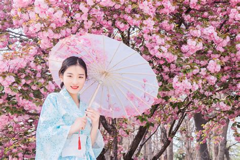 background foto kimono jepang sakura gadis gadis pagi dengan payung gambar fotografi tamasya