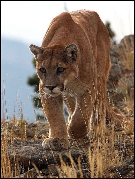 Beautiful Cat The Mountain Lion Has Always Been My