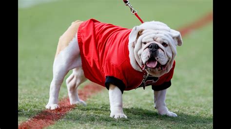 The 10 Best Mascots In College Football