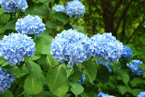 Delivery delay for any order placed. Blue Hydrangea | Deciduous Shrubs | Cold Stream Farm