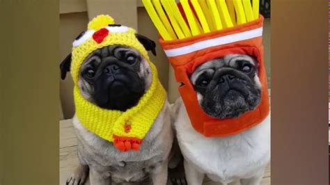 Cutest And Funniest Pug Funny Moments Of 2019 Monkoodog Youtube