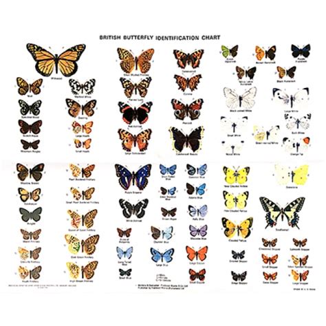 Chart British Butterflies Chart H D Swain