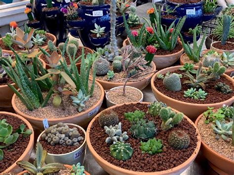 Average home prices near west cactus. Shopping for Succulents at Spring Plant Sale? Here's How ...