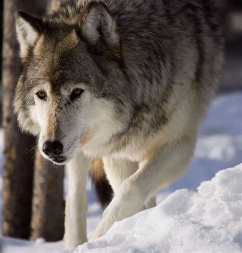 Wolves - Wolves Photo (10164892) - Fanpop
