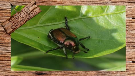 Japanese Beetle Control For Gardens Youtube