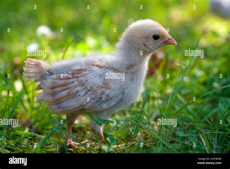 Domestic Fowl Gallus Gallus F Domestica Chick In A Meadow Germany