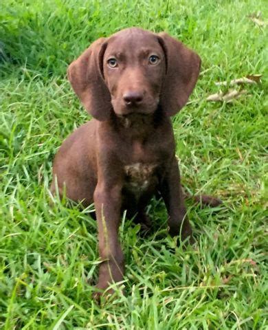 $3200 each, 2 males and 7 females are still available. Weimaraner X German Shorthair Puppies for Sale in Alto ...