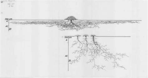 Vintage Plant Drawings Explore The Unseen Beauty Of Complex Tree Root