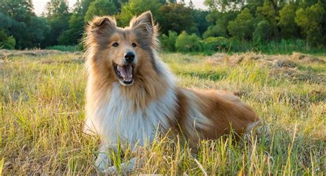 Collie Dog Breed Information Center A Guide To The Rough Collie Dog