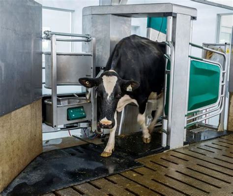 Robotic Milking Systems Reaching Tipping Point