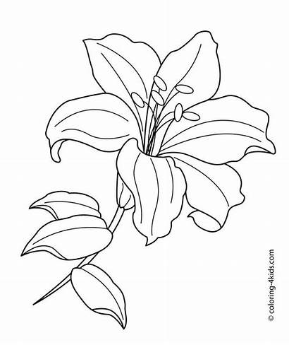 Coloring Rose Realistic Flower Drawing Pages Line