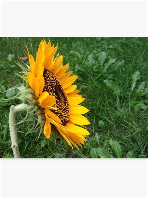 Side View Sunflower In Grass Canvas Print By Bee In 2022 Side