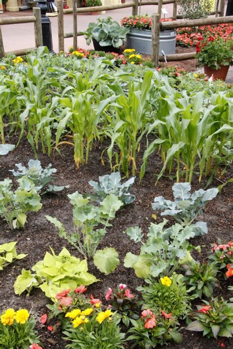 Homes & gardens' color of the month: Planning Your Vegetable Garden: Design Your Plot | HGTV
