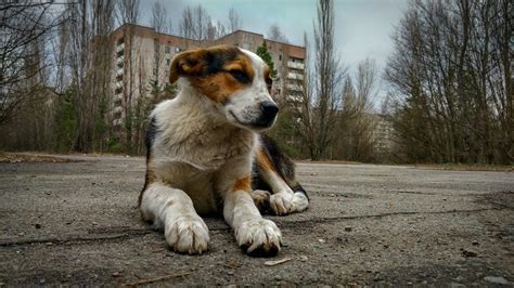 The Dogs Of Chernobyl The Dogington Post