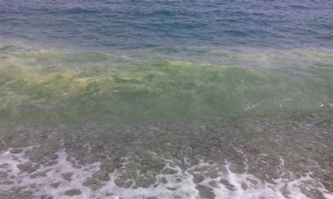 Perché Il Mare Di Caulonia è Giallo Ciavula