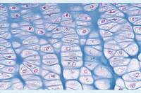 Hyaline Cartilage From Human Foetus Sec Instruments Direct