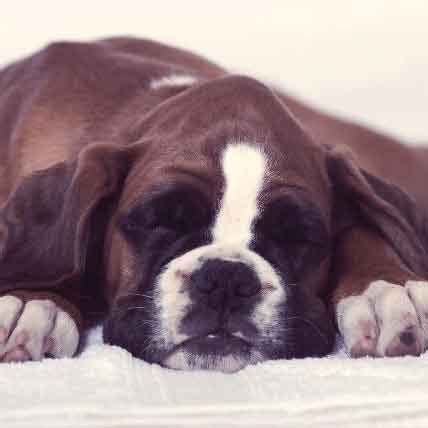 Uti is usually treated by a vet. What Causes A Bowel Obstruction In Dogs? | PetCareRx