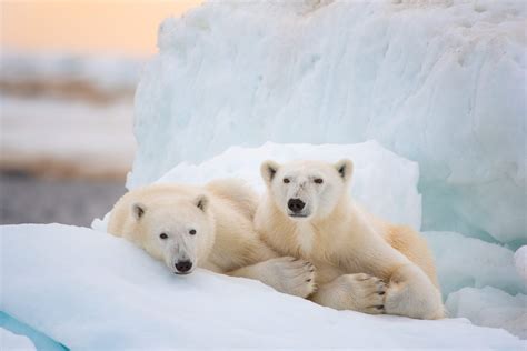 Trailer Poster And Images Released From Disneynature Polar Bear