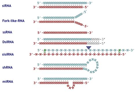 Structure Functions Relations In Small Interfering Rnas Intechopen