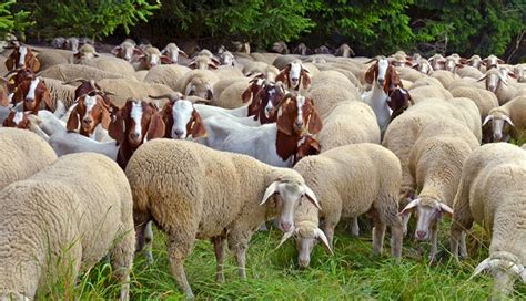 What To Consider When Raising Sheep And Goats Together Jaguza Farm Support