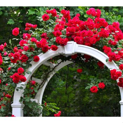 Jual Bibit Bunga Mawar Rambat Merah Di Lapak Juranganno1 Holicershop