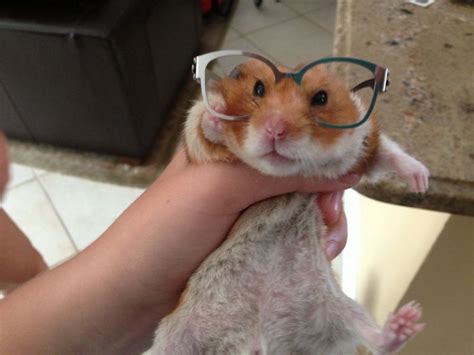 This Is My Hamster With Glasses Hamster Animals Cute
