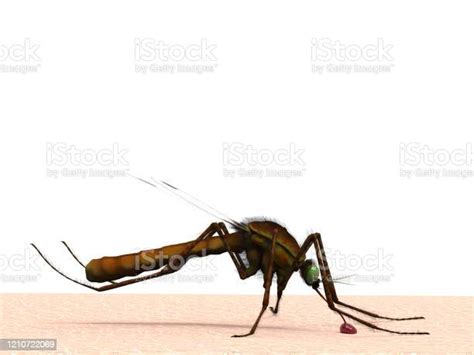 Mosquito On Human Skin Sucking Blood Side View Background 3d Rendering