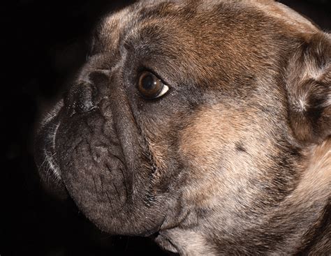 Skin Fold Dermatitis Intertrigo In Dogs Todays Veterinary Practice