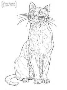bay cat coloring page  printable coloring pages