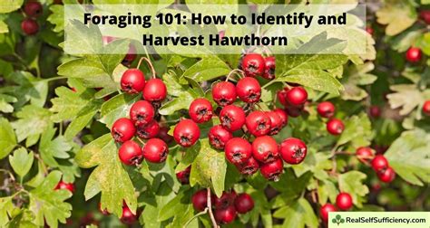 Foraging 101 How To Identify And Harvest Hawthorn Real Self Sufficiency