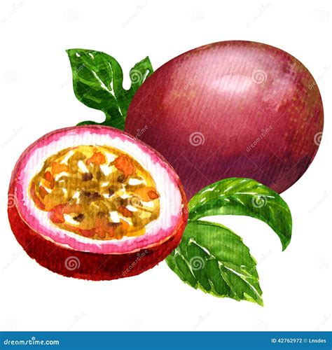 Passion Fruit Vector Drawing. Hand Drawn Tropical Food Illustration