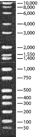 Directload Wide Range Dna Mark D Vl Sigma Aldrich Sls