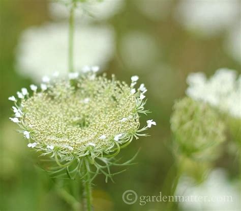 Queen Annes Lace An Interesting And Beautiful Wildflower Queen