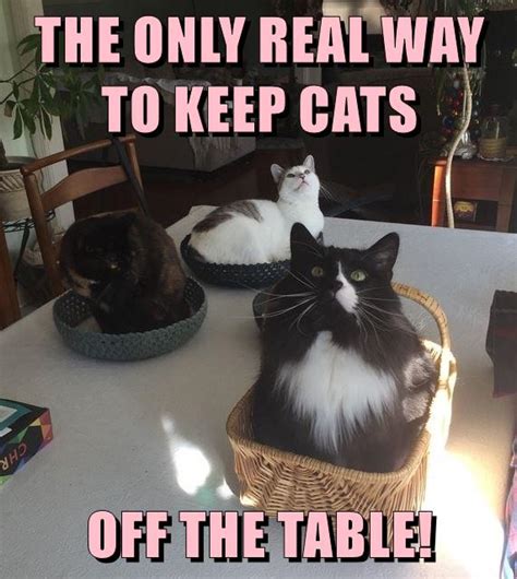 The Only Real Way Lolcats Lol Cat Memes Funny Cats Funny Cat