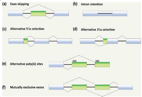 schematic of the most common forms of alternative splicing a exon download scientific diagram