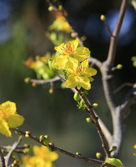 Hoa Mai Tree Ochna Integerrima Flower Stock Image Image Of Spring