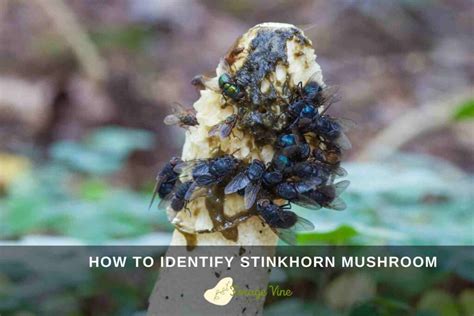 ForageVine S Guide To Stinkhorn Mushroom Identification Edible Uses